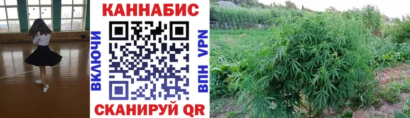 МАРИХУАНА планчик  Болотное 